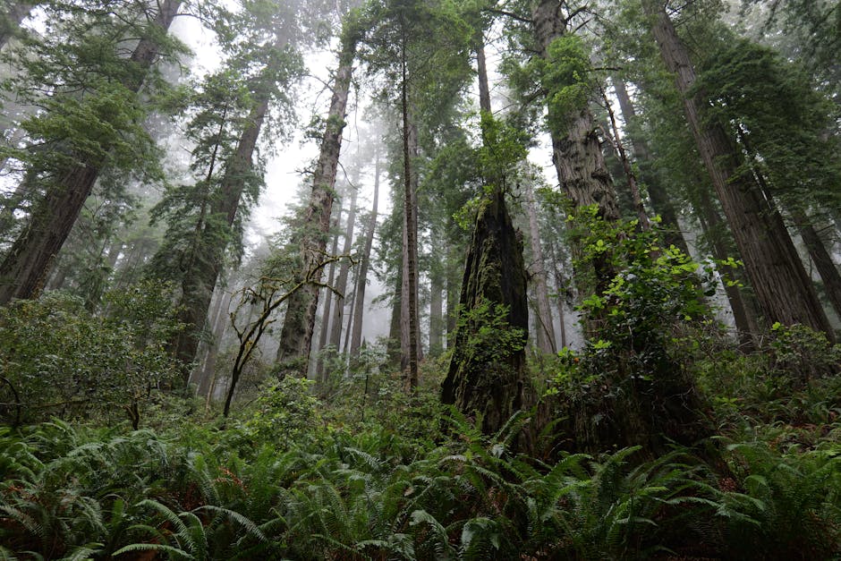 Redwoods