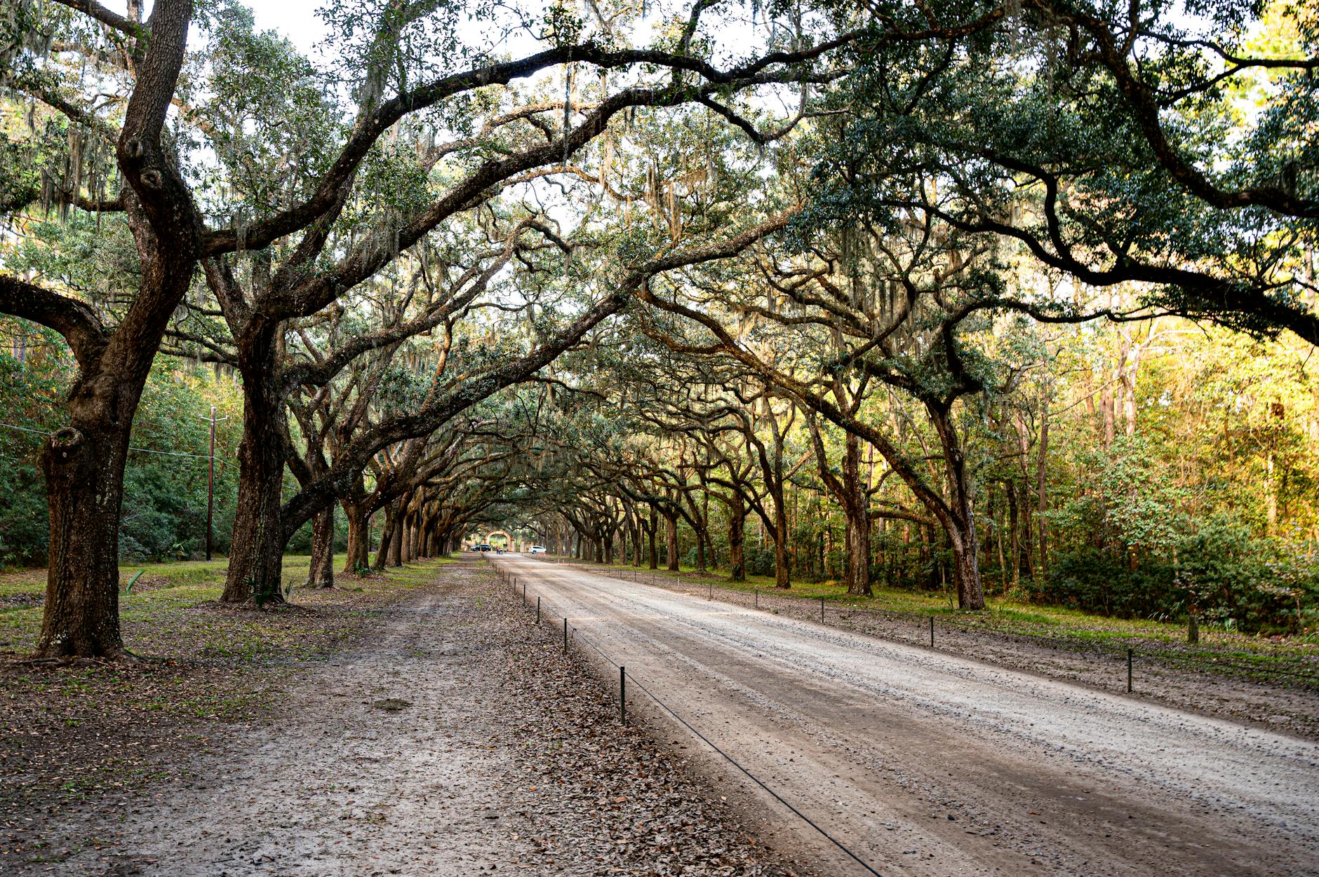 Meiners Oaks
